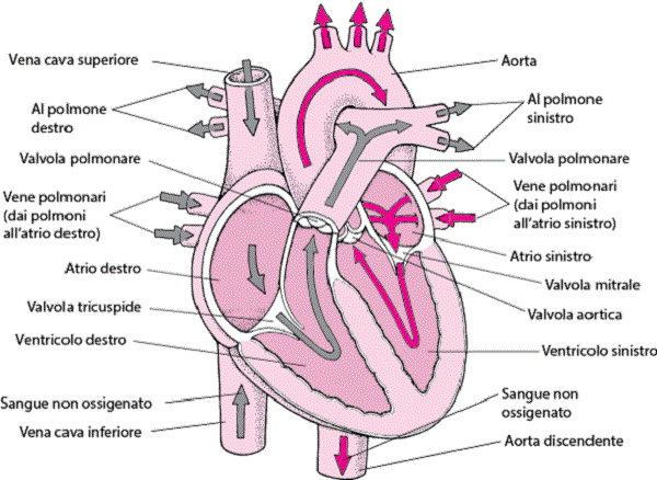 Come funzionano il cuore e le emozioni